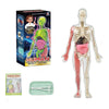 Kidrise human anatomy model skeleton children's assembly toy (transparent luminous model)-STEM toys-Kidrise🧒🏻STEM Hong Kong educational toys|STEAM science experiment toys|STEM early childhood education toys|Qizhi early education toys|Montessori teaching aids