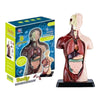 Kidrise human anatomy model skeleton children's assembly toy (simulated half-length)-STEM toys-Kidrise🧒🏻STEM Hong Kong educational toys|STEAM scientific experiment toys|STEM early childhood education toys|Qizhi early education toys|Montessori teaching aids