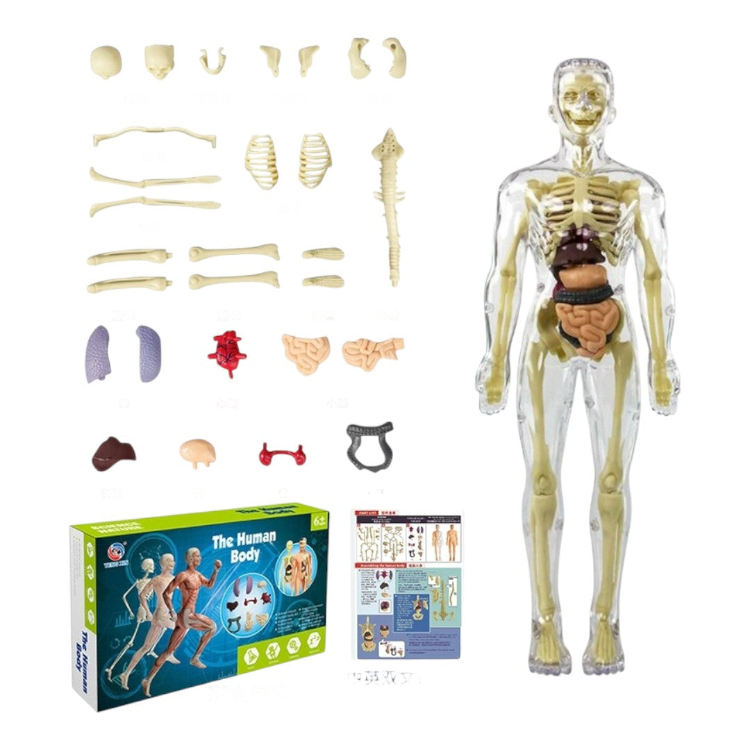 透明人体模型 12パーツ 透明人体模型 12パーツ 透明人体模型 12パーツ 1/