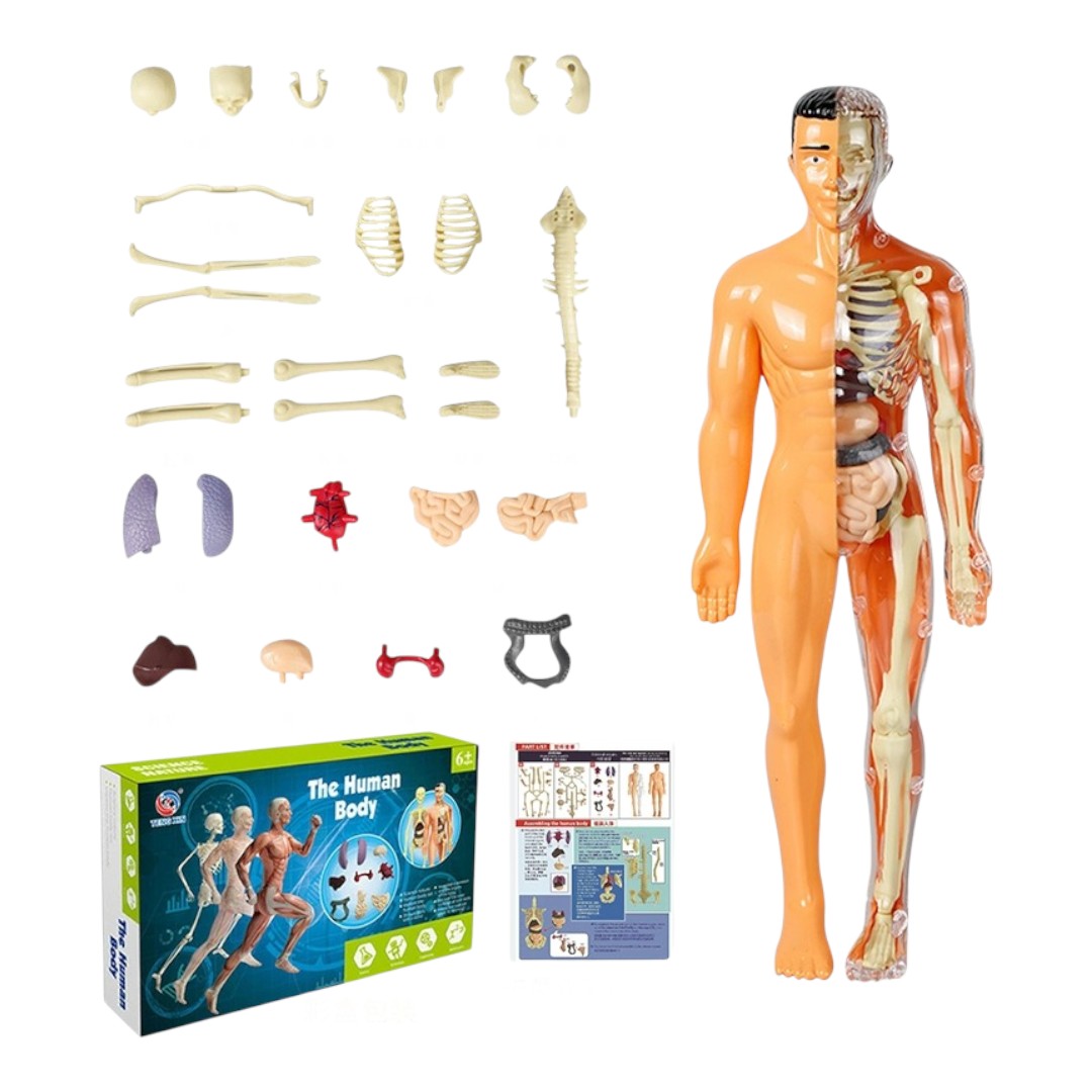 Kidrise human anatomy model skeleton children's assembly toy
