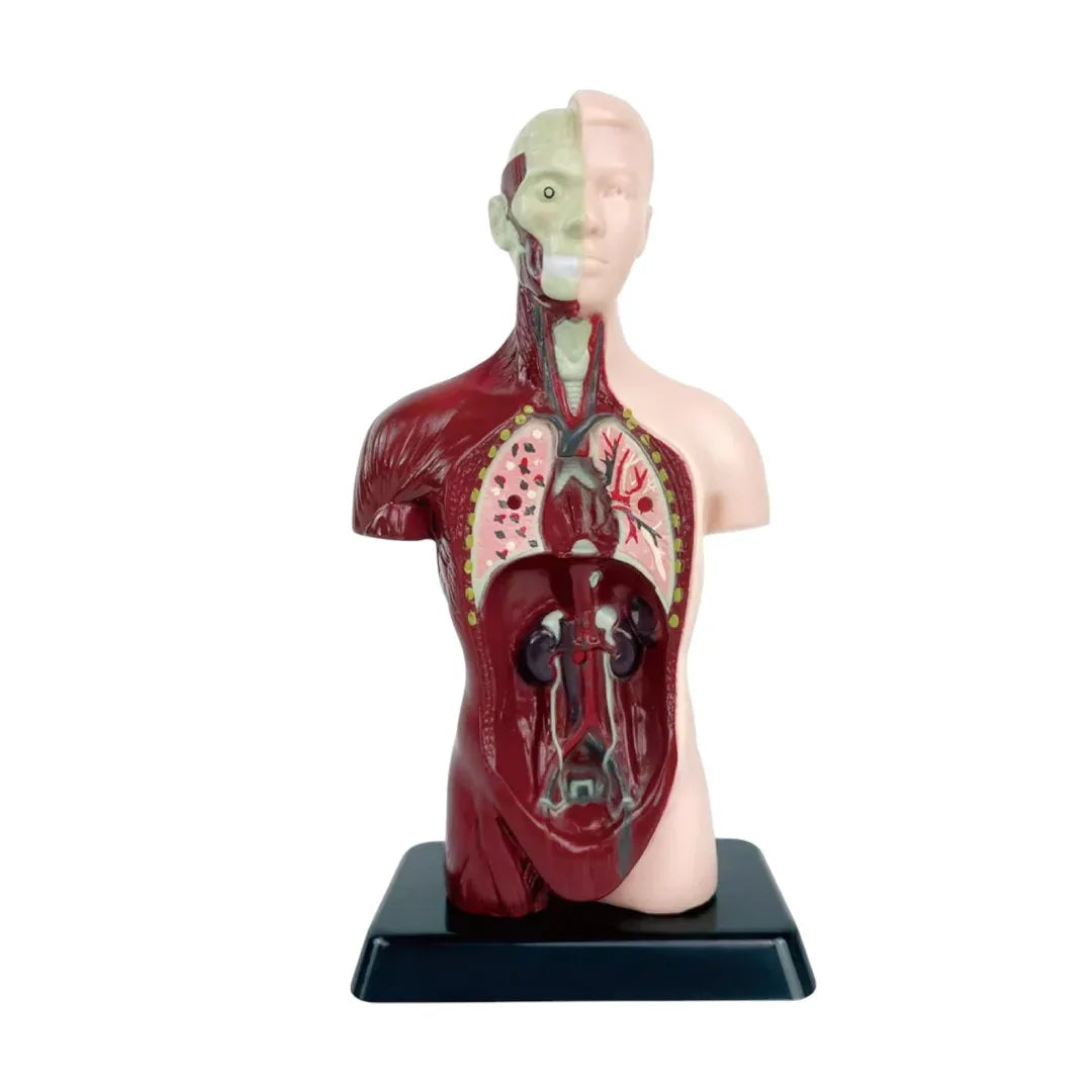 Kidrise 人體解剖模型骨骼兒童拼裝玩具(仿真半身款) – Kidrise🧒🏻STEM