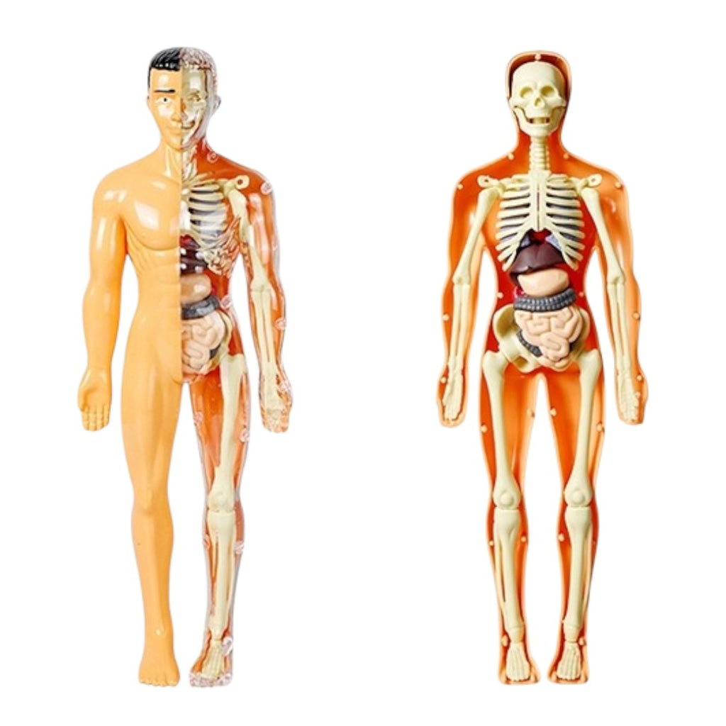 Kidrise 人體解剖模型骨骼兒童拼裝玩具 (透明夜光款)-STEM玩具-Kidrise🧒🏻STEM香港教育玩具｜STEAM科學實驗玩具｜STEM幼兒教育玩具｜啟智早教玩具｜蒙特梭利教具