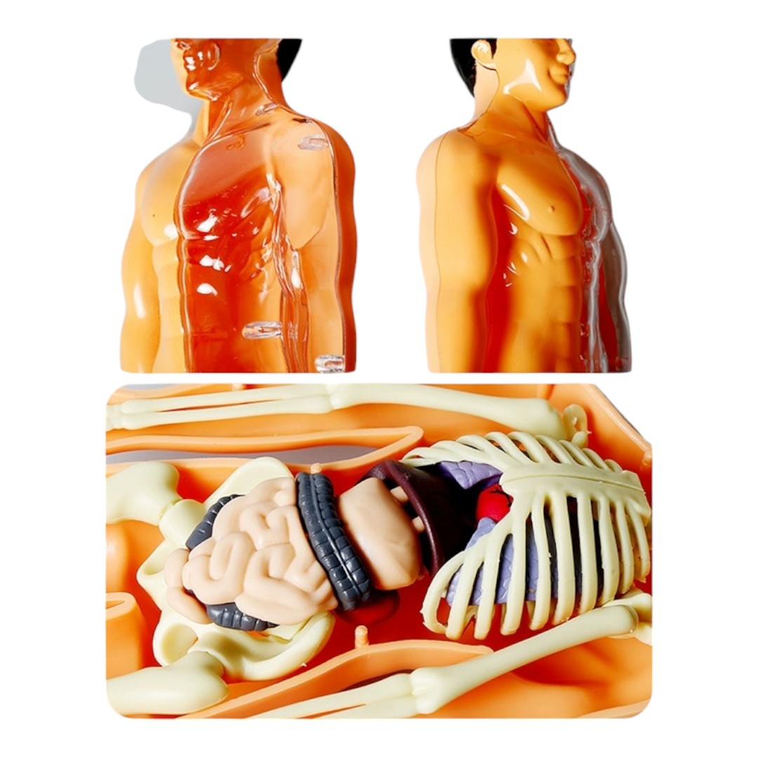 Kidrise 人體解剖模型骨骼兒童拼裝玩具 (透明夜光款)-STEM玩具-Kidrise🧒🏻STEM香港教育玩具｜STEAM科學實驗玩具｜STEM幼兒教育玩具｜啟智早教玩具｜蒙特梭利教具