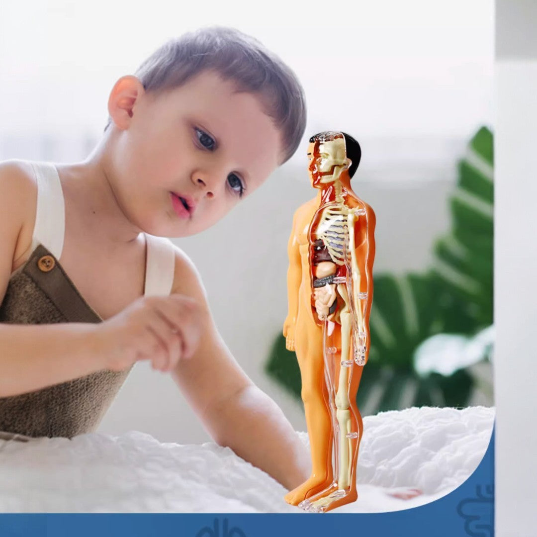 Kidrise Human Anatomy Model Skeleton Children's Assembly Toy (Transparent Model) Secondary image