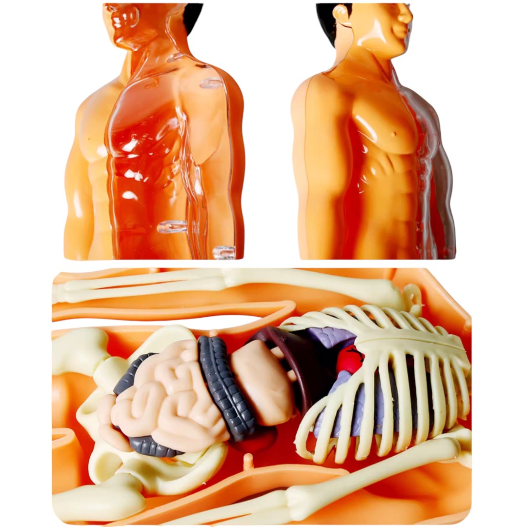 Kidrise 人體解剖模型骨骼兒童拼裝玩具 (透明夜光款)-STEM玩具-Kidrise🧒🏻STEM香港教育玩具｜STEAM科學實驗玩具｜STEM幼兒教育玩具｜啟智早教玩具｜蒙特梭利教具