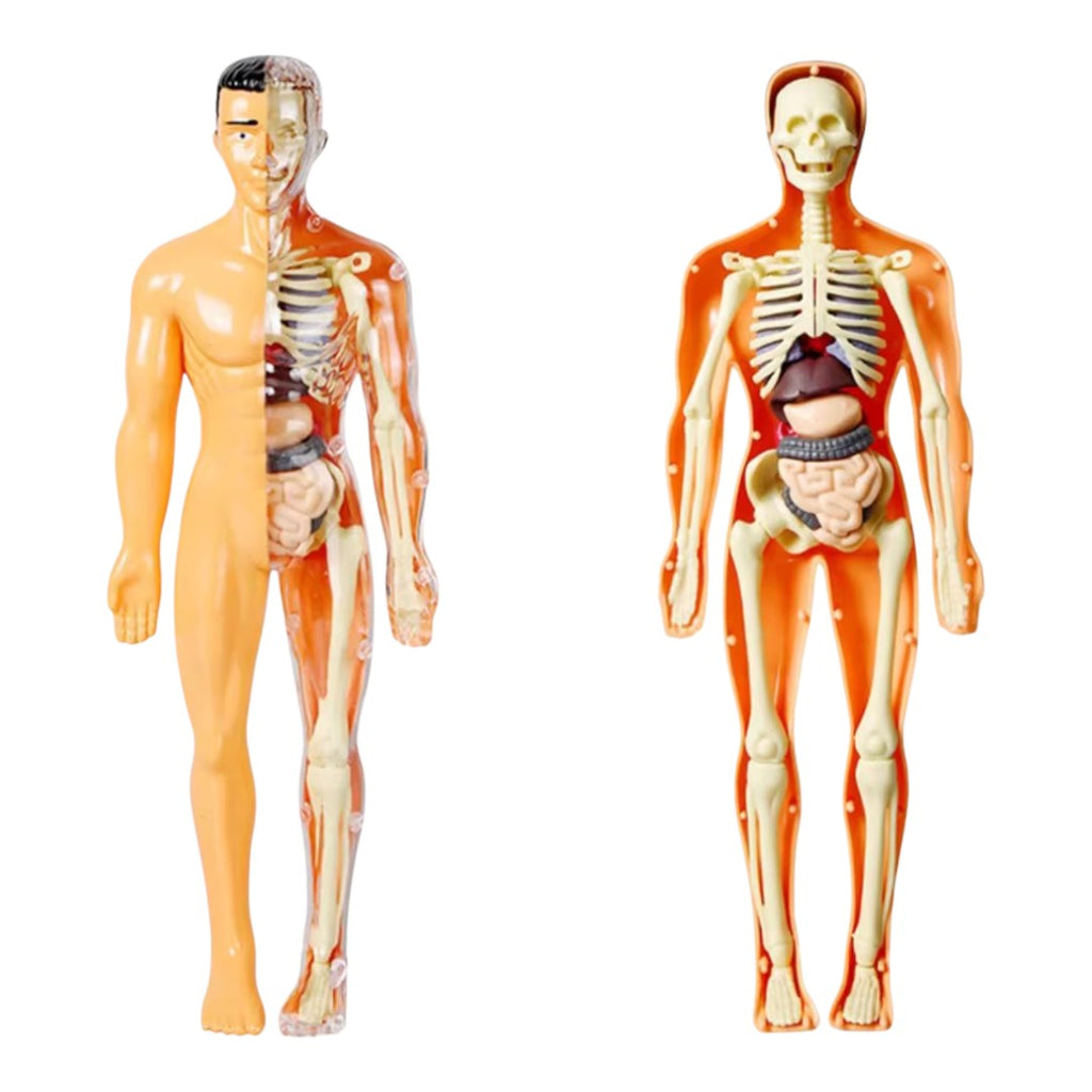 Kidrise 人體解剖模型骨骼兒童拼裝玩具 (透明夜光款)-STEM玩具-Kidrise🧒🏻STEM香港教育玩具｜STEAM科學實驗玩具｜STEM幼兒教育玩具｜啟智早教玩具｜蒙特梭利教具