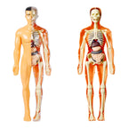 Kidrise 人體解剖模型骨骼兒童拼裝玩具 (透明夜光款)-STEM玩具-Kidrise🧒🏻STEM香港教育玩具｜STEAM科學實驗玩具｜STEM幼兒教育玩具｜啟智早教玩具｜蒙特梭利教具