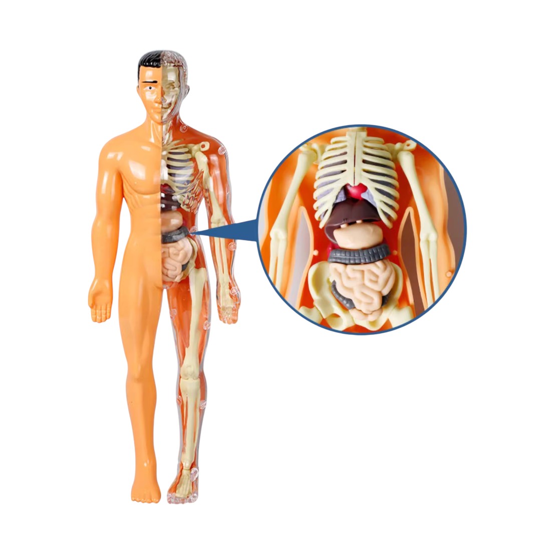 Human Body キット　英語 Human Body キット 英語 Amazon.com: SmartLab QPG Lab for Kids