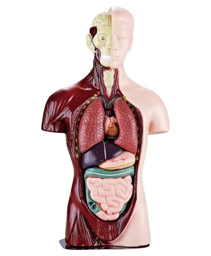 Kidrise 人體解剖模型骨骼兒童拼裝玩具 (仿真半身款)-STEM玩具-Kidrise🧒🏻STEM香港教育玩具｜STEAM科學實驗玩具｜STEM幼兒教育玩具｜啟智早教玩具｜蒙特梭利教具