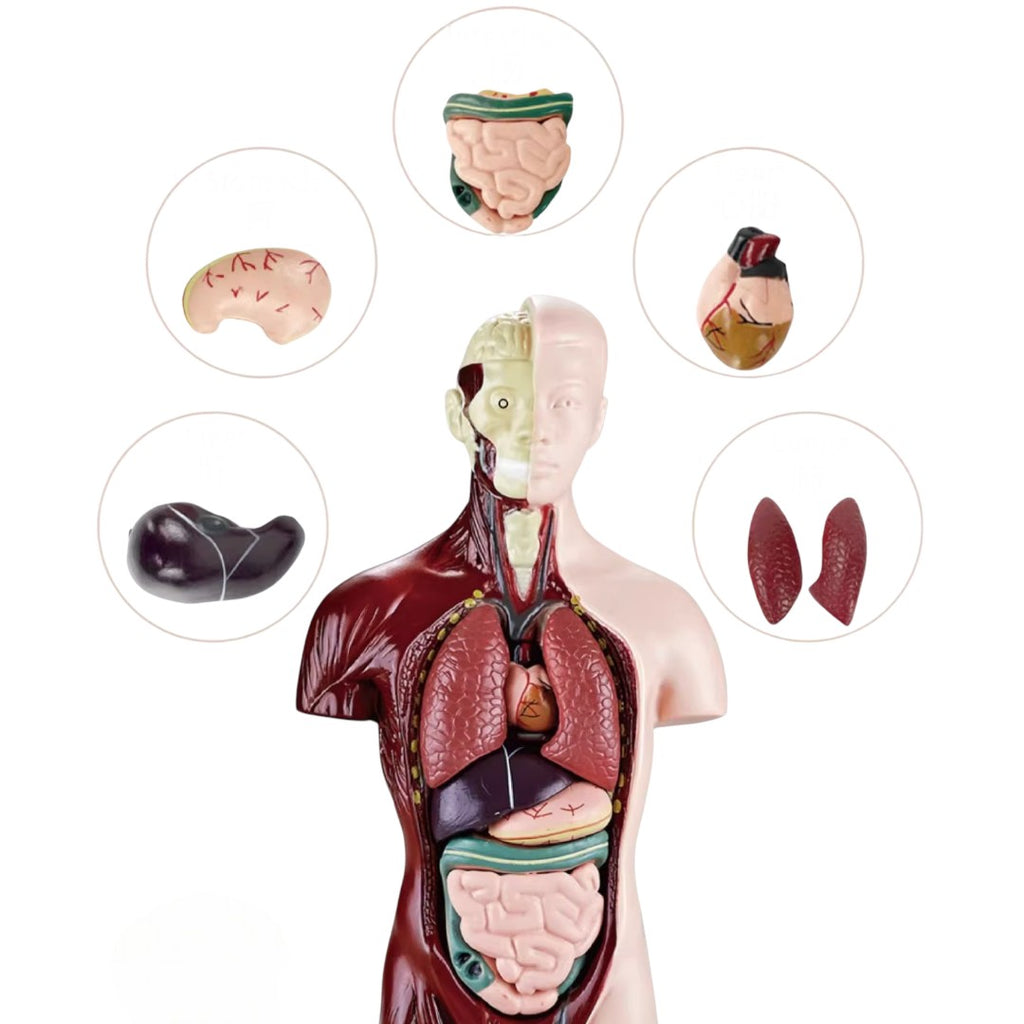 Kidrise 人體解剖模型骨骼兒童拼裝玩具 (仿真半身款)-STEM玩具-Kidrise🧒🏻STEM香港教育玩具｜STEAM科學實驗玩具｜STEM幼兒教育玩具｜啟智早教玩具｜蒙特梭利教具