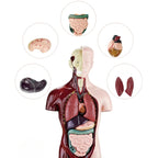 Kidrise 人體解剖模型骨骼兒童拼裝玩具 (仿真半身款)-STEM玩具-Kidrise🧒🏻STEM香港教育玩具｜STEAM科學實驗玩具｜STEM幼兒教育玩具｜啟智早教玩具｜蒙特梭利教具