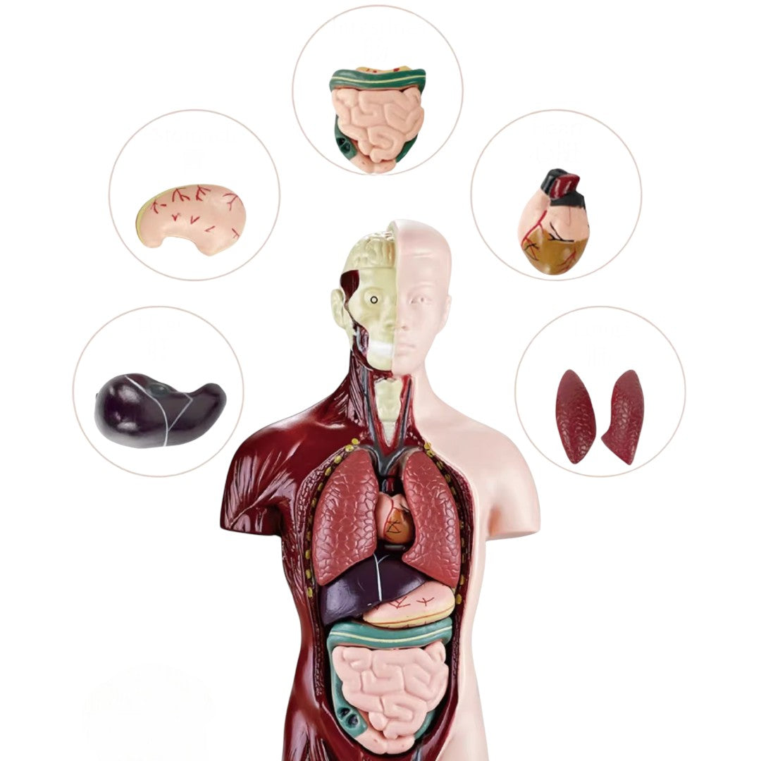Kidrise 人體解剖模型骨骼兒童拼裝玩具 (仿真半身款)-STEM玩具-Kidrise🧒🏻STEM香港教育玩具｜STEAM科學實驗玩具｜STEM幼兒教育玩具｜啟智早教玩具｜蒙特梭利教具