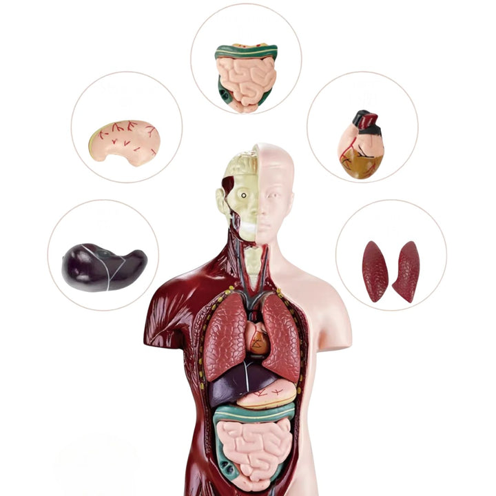 Kidrise 人體解剖模型骨骼兒童拼裝玩具 (仿真半身款)-STEM玩具-Kidrise🧒🏻STEM香港教育玩具｜STEAM科學實驗玩具｜STEM幼兒教育玩具｜啟智早教玩具｜蒙特梭利教具