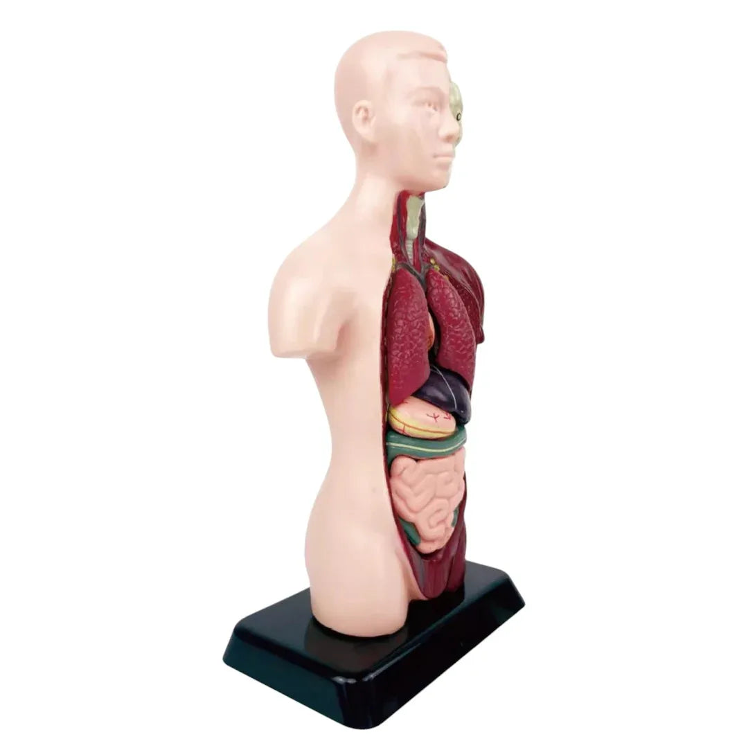 Kidrise Human Anatomy Model Skeleton Children's Assembly Toy