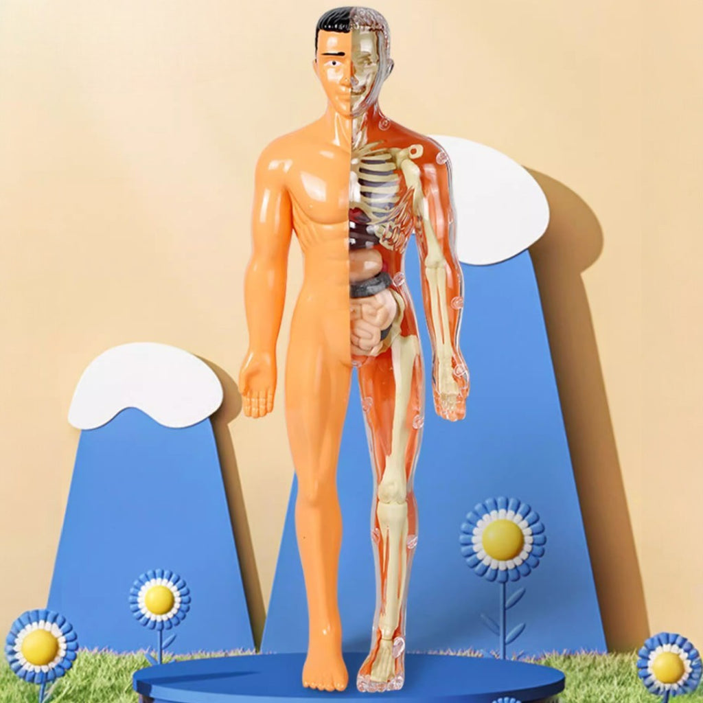 Kidrise 人體解剖模型骨骼兒童拼裝玩具 (透明夜光款)-STEM玩具-Kidrise🧒🏻STEM香港教育玩具｜STEAM科學實驗玩具｜STEM幼兒教育玩具｜啟智早教玩具｜蒙特梭利教具