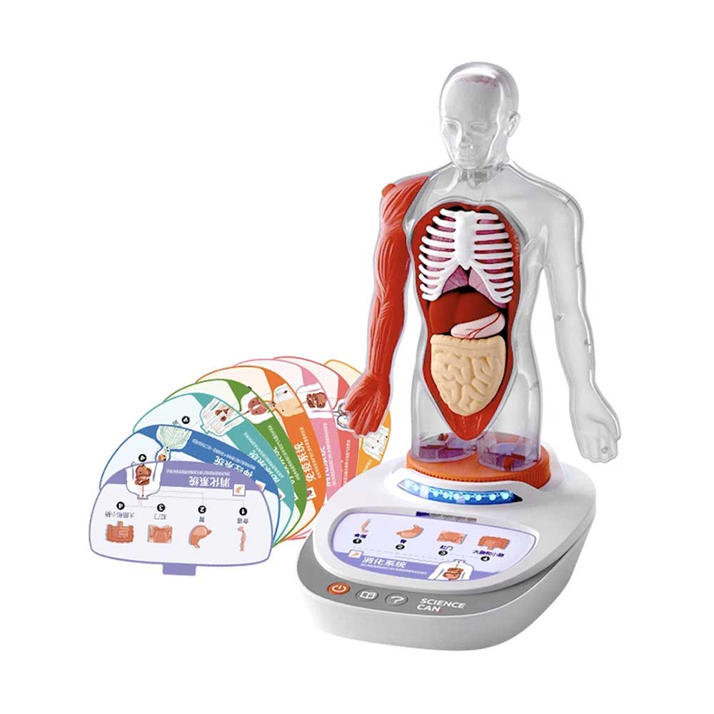 Science Can人體解剖模型兒童玩具-STEM玩具-Kidrise🧒🏻STEM香港教育玩具｜STEAM科學實驗玩具｜STEM幼兒教育玩具｜啟智早教玩具｜蒙特梭利教具