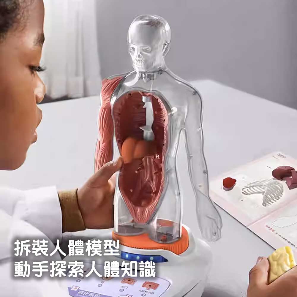 Science Can人體解剖模型兒童玩具-STEM玩具-Kidrise🧒🏻STEM香港教育玩具｜STEAM科學實驗玩具｜STEM幼兒教育玩具｜啟智早教玩具｜蒙特梭利教具