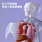 Science Can人體解剖模型兒童玩具-STEM玩具-Kidrise🧒🏻STEM香港教育玩具｜STEAM科學實驗玩具｜STEM幼兒教育玩具｜啟智早教玩具｜蒙特梭利教具