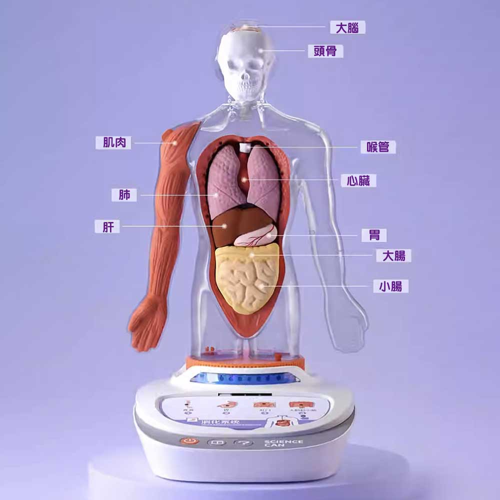 Science Can人體解剖模型兒童玩具-STEM玩具-Kidrise🧒🏻STEM香港教育玩具｜STEAM科學實驗玩具｜STEM幼兒教育玩具｜啟智早教玩具｜蒙特梭利教具