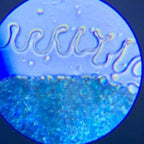 BRESSER兒童STEM🦠進階800倍科學顯微鏡🔬-STEM玩具-Kidrise🧒🏻STEM香港教育玩具｜STEAM科學實驗玩具｜STEM幼兒教育玩具｜啟智早教玩具｜蒙特梭利教具