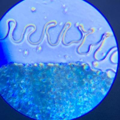 BRESSER兒童STEM🦠進階800倍科學顯微鏡🔬-STEM玩具-Kidrise🧒🏻STEM香港教育玩具｜STEAM科學實驗玩具｜STEM幼兒教育玩具｜啟智早教玩具｜蒙特梭利教具