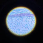 BRESSER兒童STEM🦠進階800倍科學顯微鏡🔬-STEM玩具-Kidrise🧒🏻STEM香港教育玩具｜STEAM科學實驗玩具｜STEM幼兒教育玩具｜啟智早教玩具｜蒙特梭利教具