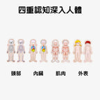 Onshine幼兒蒙氏多層實木拼圖 (人體結構｜女孩)-蒙特梭利玩具-Kidrise🧒🏻STEM香港教育玩具｜STEAM科學實驗玩具｜STEM幼兒教育玩具｜啟智早教玩具｜蒙特梭利教具