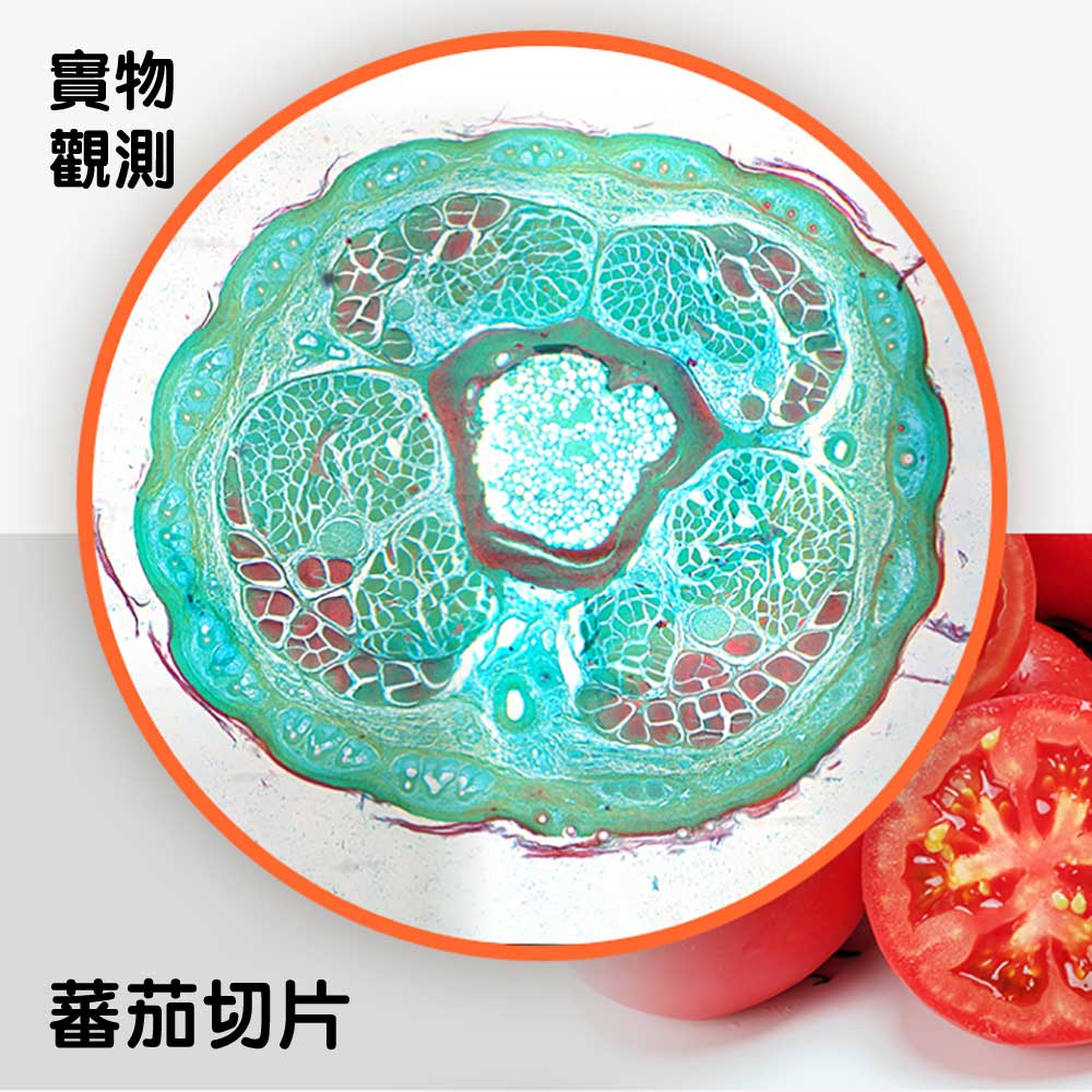 德國🇩🇪BRESSER 1600倍STEM實驗科教顯微鏡🔬(連空白標本載玻片)-STEM玩具-Kidrise🧒🏻STEM香港教育玩具｜STEAM科學實驗玩具｜STEM幼兒教育玩具｜啟智早教玩具｜蒙特梭利教具